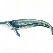 My project for course: Naturalist Illustration Techniques: Whales in Watercolor. Traditional illustration, Poster Design, Digital Illustration, and Manga project by Mary Ann Leake - 11.02.2022