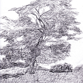 l'arbre. Un proyecto de Bocetado y Dibujo a lápiz de Louis Bellemare - 23.10.2022