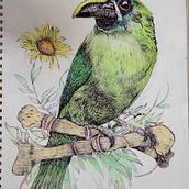 My project for course: Naturalist Illustration with Ballpoint Pen . Traditional illustration, Drawing, Realistic Drawing, and Naturalistic Illustration project by Faith Ibarra - 10.29.2022