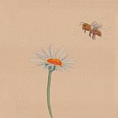 My project for course: Illustrating the Natural World with Watercolor and Charcoal. Projekt z dziedziny Trad, c, jna ilustracja,  Malarstwo, Ilustracja naturalist i czna użytkownika Ingrid H - 05.11.2022