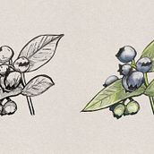 Sketching plants & fruit. Un proyecto de Ilustración tradicional, Dibujo y Dibujo a lápiz de Warren Mattmann - 25.12.2021