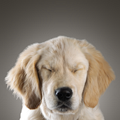 My project for course: Introduction to Dog Photography. Photograph, Portrait Photograph, Studio Photograph, Documentar, Photograph, Lifest, le Photograph & Interior Photograph project by info - 11.07.2022