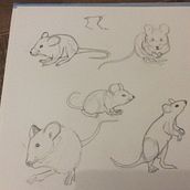 Mijn project van de cursus: Creëer dynamische dierenillustraties voor kinderverhalen. Character Design, Pencil Drawing, Drawing, and Children's Illustration project by prettypearl - 11.07.2022