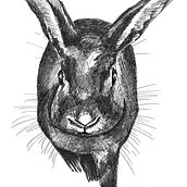 Indian ink drawings: animals Ein Projekt aus dem Bereich Traditionelle Illustration von Marco Mancini - 08.11.2022