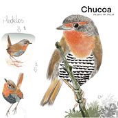 Chucoa, Pájaro de Chile. Un proyecto de Ilustración tradicional, Ilustración digital, Dibujo realista e Ilustración naturalista				 de Daiana Salinas - 09.11.2022