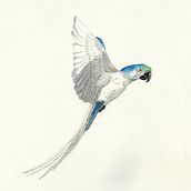 GUACAMAYO. Un proyecto de Ilustración tradicional, Pintura a la acuarela, Dibujo realista e Ilustración naturalista				 de Jose Molina Rosillo - 11.11.2022