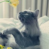 Meu projeto do curso: Fotografia lifestyle de cachorros. Een project van Fotografie, Portretfotografie, Fotografie voor Instagram,  Documentairefotografie, Lifest y le fotografie van azsuelen - 11.11.2022