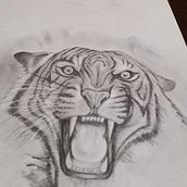 Dibujo de un Tigre- 2018-2019 Ein Projekt aus dem Bereich Bleistiftzeichnung von Romi Nagle - 16.10.2018