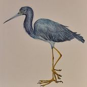 Mi proyecto del curso: Ilustración naturalista de aves con acuarela. Un progetto di Illustrazione tradizionale, Pittura ad acquerello, Disegno realistico e Illustrazione naturalistica di Teresa - 12.11.2022