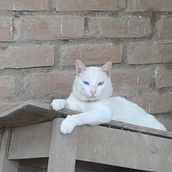 Mi proyecto del curso: Fotografía lifestyle de perros YANAY  . % Banet Montalvan tarafından hazırlanan Fotoğrafçılık, Portre Fotoğrafçılığı, Instagram Fotoğrafçılığı, Belgesel Fotoğrafçılık, Ve Yaşam Tarzı Fotoğrafçılığı projesi - 11.12.2022