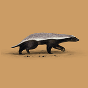 Honeybadger - Naturalist Animal Illustration course. Traditional illustration, Digital Illustration, Realistic Drawing, and Naturalistic Illustration project by mjl_schoonman - 12.10.2022