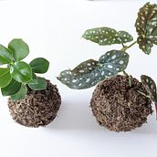I miei primi Kokedama. Arts, Crafts, Interior Design, L, scape Architecture, Decoration, DIY, Floral, and Plant Design project by Maria Chiara Demagistri - 11.12.2022