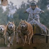 Pawsnews. Un proyecto de Multimedia de Graça Afonso - 15.11.2022