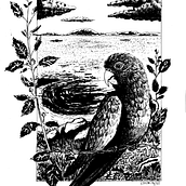 Meu projeto do curso: Ilustração com tinta e bico de pena: registre o mundo natural. Un proyecto de Bocetado, Dibujo, Dibujo artístico, Sketchbook, Ilustración con tinta e Ilustración naturalista				 de Edson Moreira Júnior - 15.11.2022