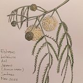 Estudio de Acacia caven. Projekt z dziedziny Trad, c i jna ilustracja użytkownika Evelyn Cruz - 16.11.2022