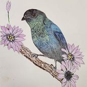 My project for Nature in Ink. Traditional illustration project by Faith Ibarra - 11.18.2022