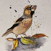 Appelvink. Ilustração tradicional projeto de bertineke - 18.11.2022