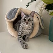 @pinky_egyptian_cat. Br, ing & Identit project by Sasha - 11.13.2022