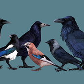 The difference between corvids of Ukraine. Een project van Traditionele illustratie van Arina Podliesnaia - 17.08.2022