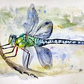 My project for course: Botanical Watercolor Sketchbook. Traditional illustration, Watercolor Painting, Botanical Illustration, and Sketchbook project by Dana Doubravka Mikulcová - 11.15.2022