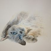 My project for course: Expressive Animal Portraits in Watercolor. Traditional illustration, Watercolor Painting, Realistic Drawing, and Naturalistic Illustration project by Daphne Edlund - 11.20.2022