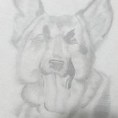 Mi proyecto del curso: Dibujo naturalista de animales con grafito. Un proyecto de Ilustración tradicional, Dibujo a lápiz, Dibujo e Ilustración naturalista				 de despegarboyaca - 18.11.2022