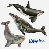 My project for course: Naturalist Illustration Techniques: Whales in Watercolor. Un progetto di Illustrazione tradizionale, Design di poster , Illustrazione digitale e Manga di Olya Romanchuk - 23.11.2022
