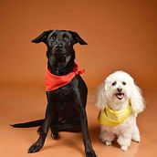 Mi proyecto del curso: Introducción a la fotografía de perros. Een project van Fotografie, Portretfotografie, Studiofotografie,  Documentairefotografie, Lifest, le fotografie e Interieurfotografie van Oliver Cegarra Polentino - 24.11.2022