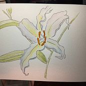 My project for course: Botanical Sketchbooking: A Meditative Approach. Traditional illustration, Sketching, Drawing, Watercolor Painting, Botanical Illustration, and Sketchbook project by d7dcctcxj6 - 11.26.2022