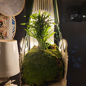Mon projet du cours : Kokedama avec céramique. Arts, Crafts, Interior Design, L, scape Architecture, Decoration, DIY, Floral, and Plant Design project by Marion Cabarbaye - 11.26.2022