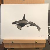 3 Whales in Watercolor. Un progetto di Belle arti, Pittura, Pittura ad acquerello e Illustrazione naturalistica di pearsallmarc - 14.12.2022