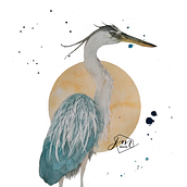 Garça-Moura ou Maguari. Traditional illustration, Watercolor Painting, Realistic Drawing, and Naturalistic Illustration project by jemgadelha - 11.07.2022