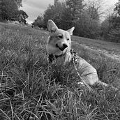 Mon projet du cours : Photographie lifestyle de chiens. Un projet de Photographie, Photographie de portrait, Photographie pour Instagram, Photographie documentaire, Photographie lifest , et le de Aislyn Demonchy - 28.11.2022