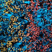 Simulation of proteins in water Ein Projekt aus dem Bereich Naturalistische Illustration, Editorial Illustration, Kommunikation und Skript von Maddalena Bin - 28.11.2022