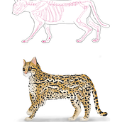 Mi proyecto del curso: Creación de personajes antropomorfos. Projekt z dziedziny Trad, c, jna ilustracja, Projektowanie postaci,  R, sunek, Ilustracja c, frowa i Malowanie akwarelą użytkownika Jose Velasco - 21.05.2023