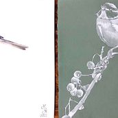 CINCIARELLA: Illustrazione naturalistica: acquerello in positivo e negativo  Ein Projekt aus dem Bereich Traditionelle Illustration, Bildende Künste, Malerei, Zeichnung, Aquarellmalerei, Botanische Illustration und Naturalistische Illustration von sorelle_mason - 29.11.2022