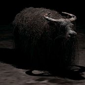 bufalo. Film, Video, TV, 3D, Animation, Film, Video, TV, Social Media, and VFX project by Alfredo San Martin Castro - 10.23.2022