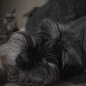 Mi proyecto del curso: Fotografía lifestyle de perros. Photograph, Portrait Photograph, Instagram Photograph, Documentar, Photograph, Lifest, and le Photograph project by itsnerea11 - 12.02.2022