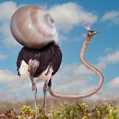 Mon projet du cours : Photomontage et illustrations fantastiques sur Photoshop. Photograph, Collage, Photo Retouching, Digital Illustration, Photographic Composition, and Photomontage project by David Delepinne - 11.30.2022