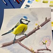 My project for course: Artistic Watercolor Techniques for Illustrating Birds. Traditional illustration, Watercolor Painting, Realistic Drawing, and Naturalistic Illustration project by Nikolaj Schouboe Lovring - 11.30.2022