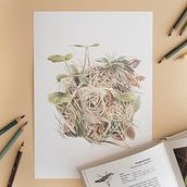 Jubiläums Box - BirdLife Glarnerland. Un progetto di Illustrazione tradizionale di Elena Cogliatti - 01.11.2022