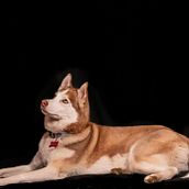 Mi proyecto del curso: Introducción a la fotografía de perros. Photograph, Portrait Photograph, Studio Photograph, Documentar, Photograph, Lifest, le Photograph & Interior Photograph project by Karen Lorca Abba - 12.01.2022