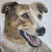 Mein Abschlussprojekt für den Kurs: Ausdrucksstarke Tierporträts in Aquarell. Projekt z dziedziny Trad, c, jna ilustracja, Malowanie akwarelą, R, sunek realist, czn, Ilustracja naturalist i czna użytkownika schmiddi - 03.12.2022