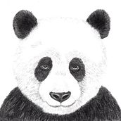 My project for course: Naturalistic Animal Drawing with Graphite Pencil by maripatch. Traditional illustration, Pencil Drawing, Drawing, and Naturalistic Illustration project by Marianne Larson - 11.25.2022