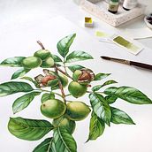 Watercolor Walnut and Fir for Liquor Labels. Traditional illustration, Watercolor Painting, and Packaging project by Katerina Kolberg - 05.01.2019