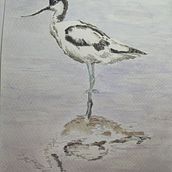 Ilustración de una avoceta con acuarela. Traditional illustration, Watercolor Painting, Realistic Drawing, and Naturalistic Illustration project by turr4do - 12.07.2022