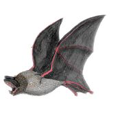 Illustration scientifique d'animaux à l'aquarelle - Ninon. Un progetto di Illustrazione tradizionale, Pittura ad acquerello, Disegno realistico e Illustrazione naturalistica di ninonsdu - 03.12.2022