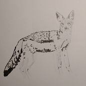 Jackal. Ilustração tradicional, Desenho a lápis, Desenho e Ilustração naturalista projeto de cynthia_mccleery - 09.12.2022