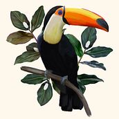 Tucano . Ilustrasi tradisional proyek oleh Carolina Machado - 10.08.2020