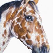 Appaloosa Horse. Fine Arts project by Cole McNair - 12.14.2022